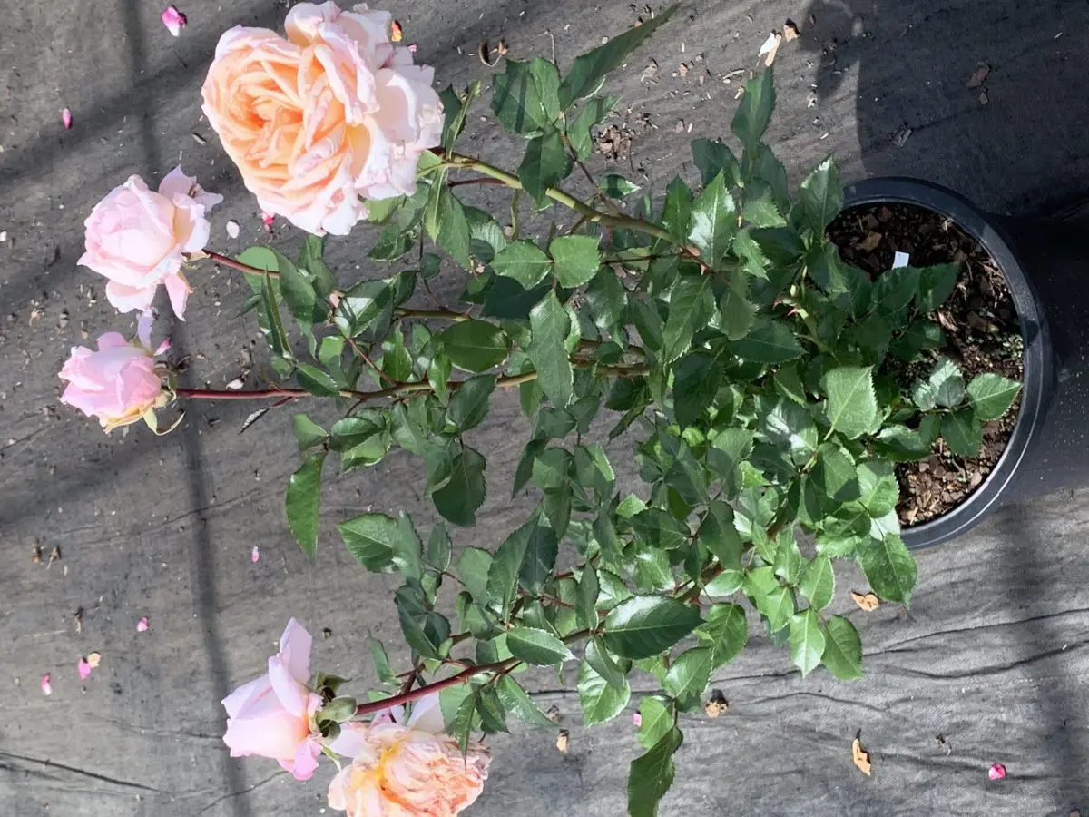 A potted 'Sespe Sunrise' rose