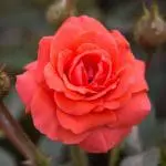 Salmon Sunblaze Blooms 001