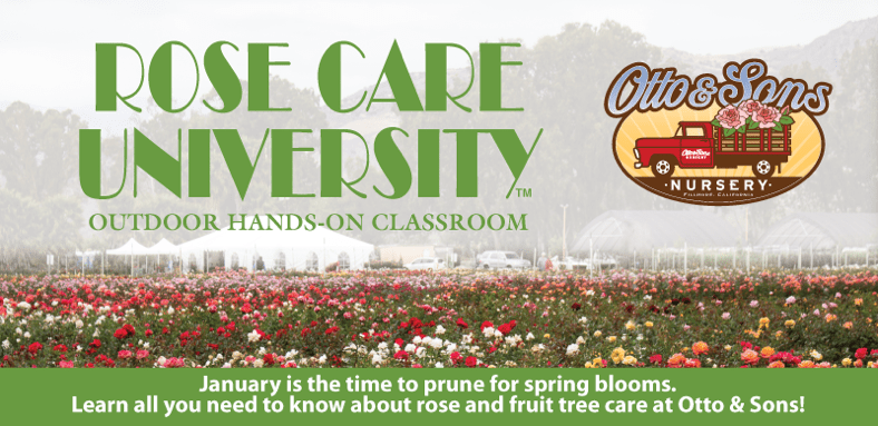 rose care university