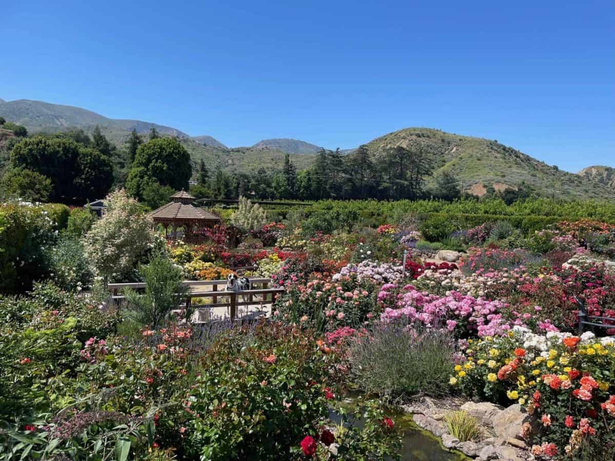rose garden