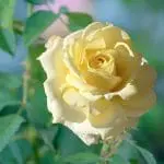 Rose Chantilly Cream 0892 Hit