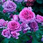 Sweet Madame Blue
