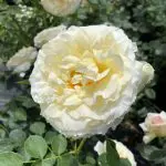 reminiscent-crema