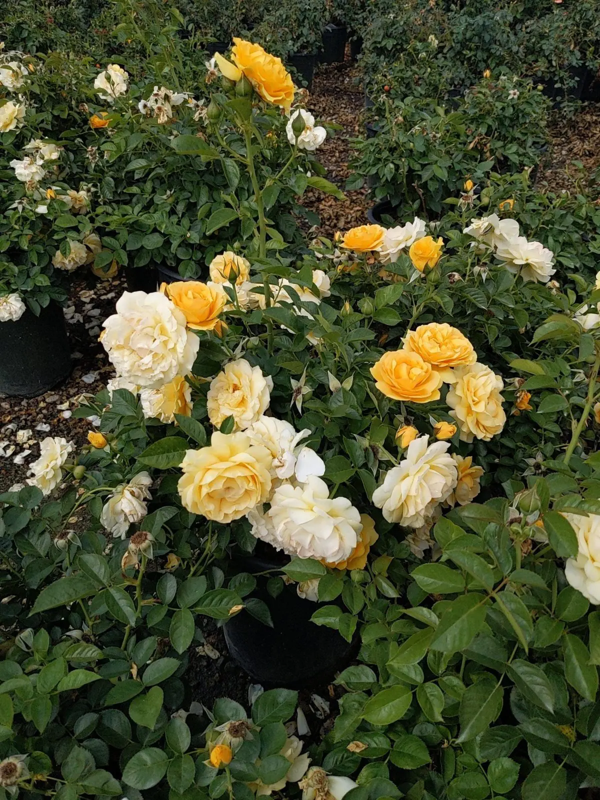 rose bush yellow