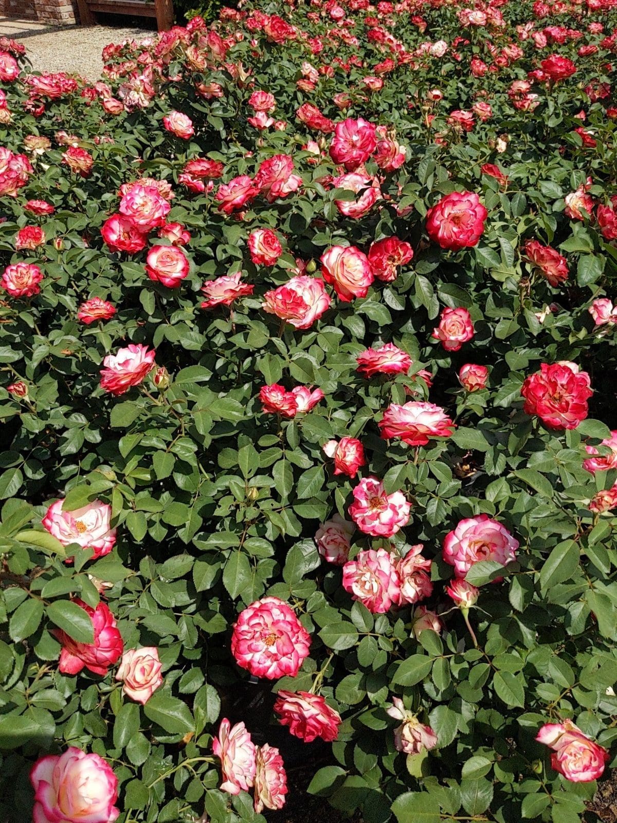 rose bush redwhite