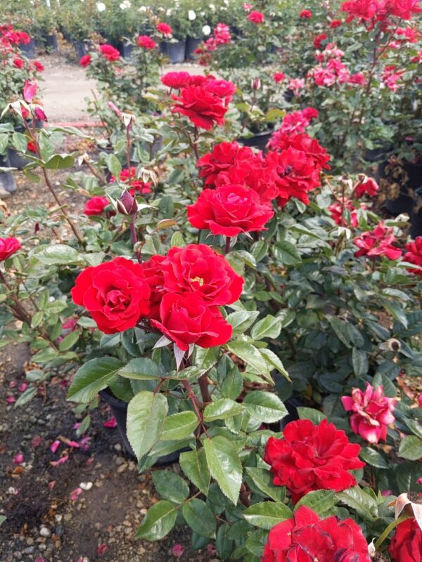 rose bush red