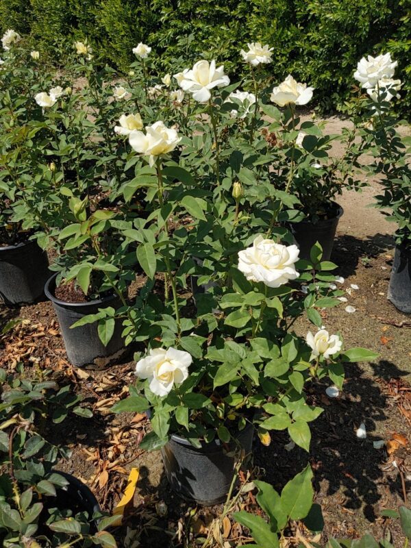 rose bush white