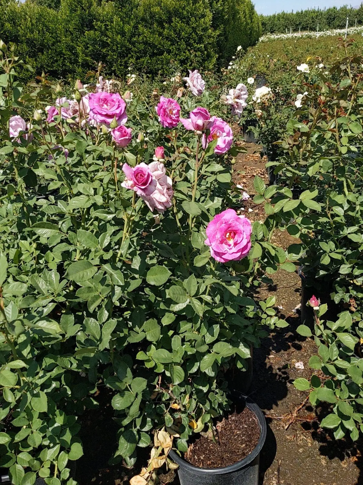 rose bush pink