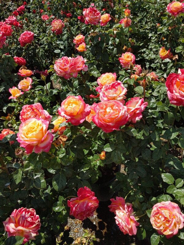 rose bush multicolored