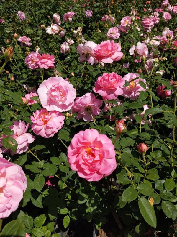 rose bush pink