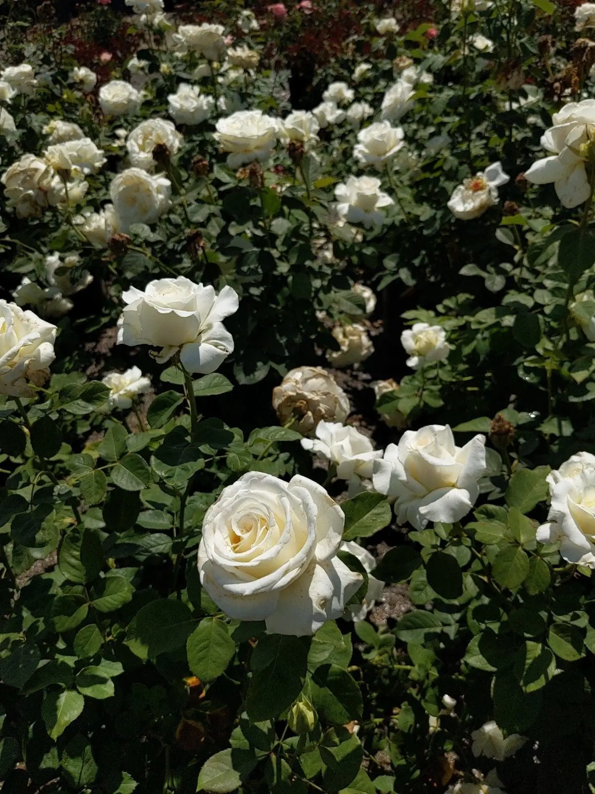 rose bush white