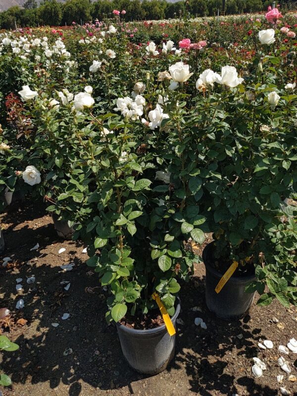 rose bush white