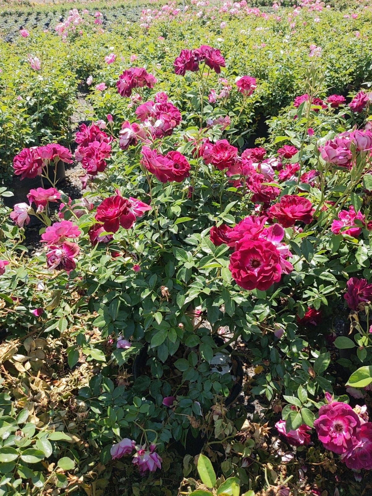 rose bush purple