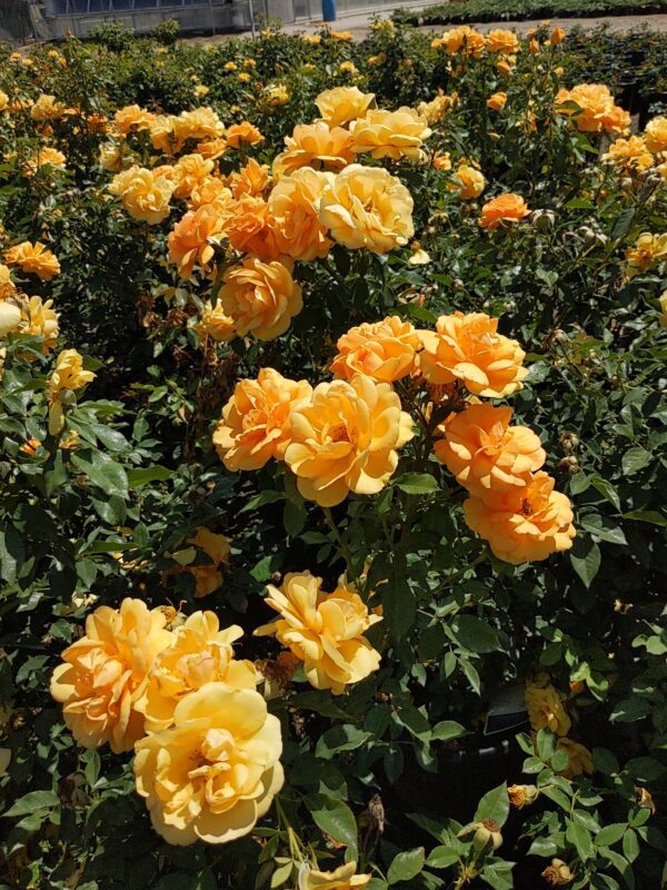 rose bush yellow