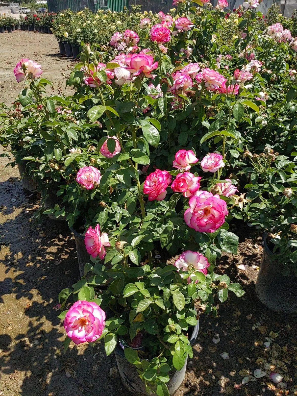 rose bush pink