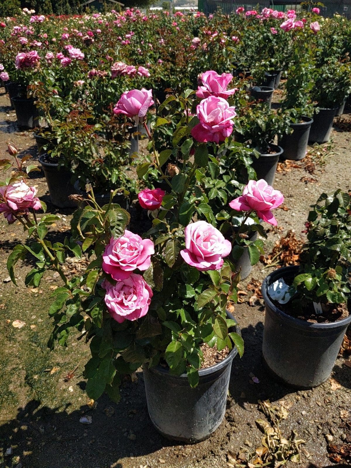 rose bush pink