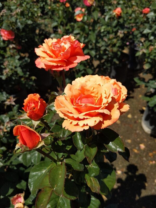 rose bush  orange