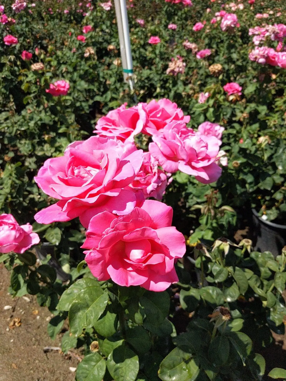 rose bush pink