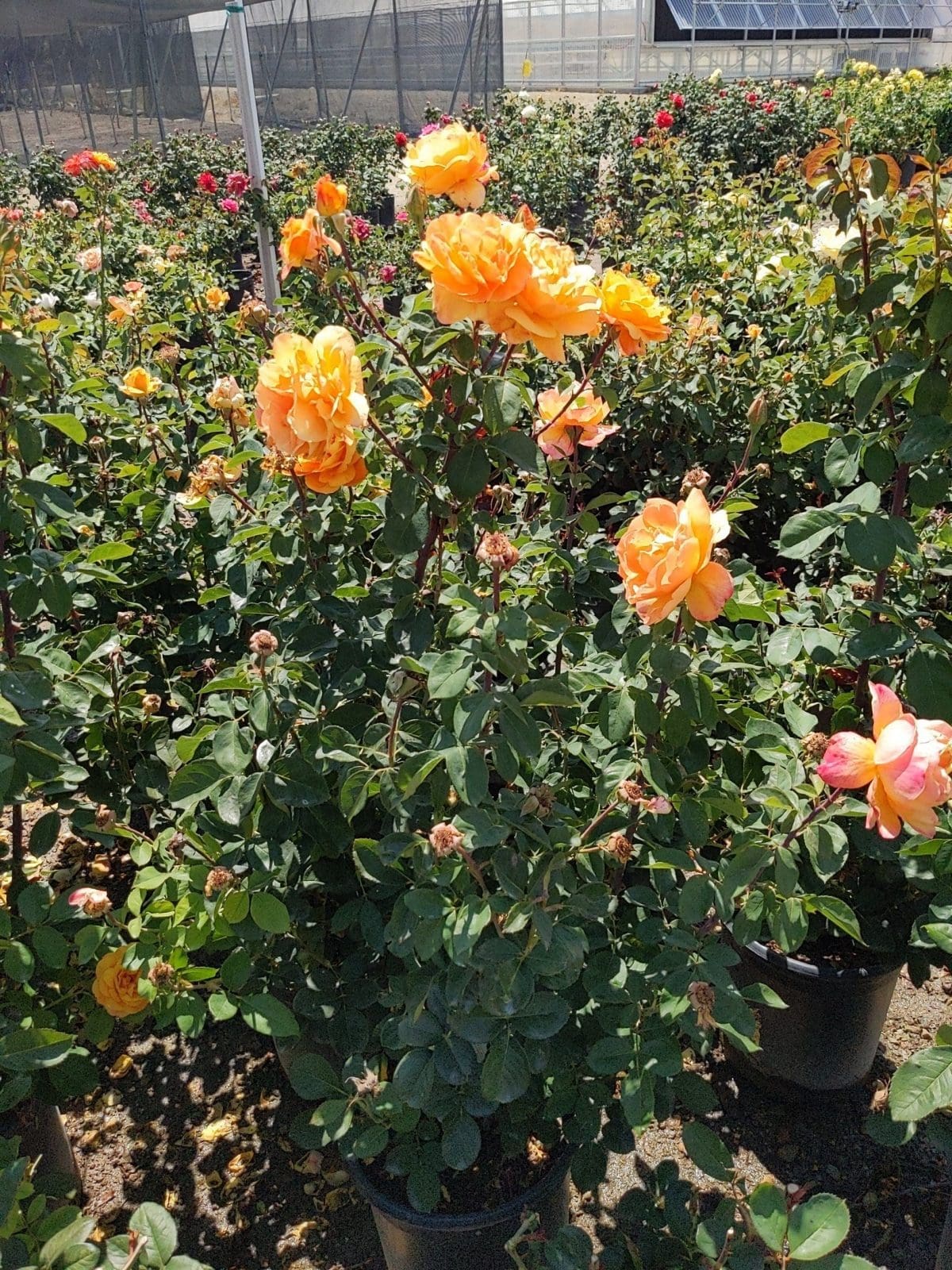 orange flowers