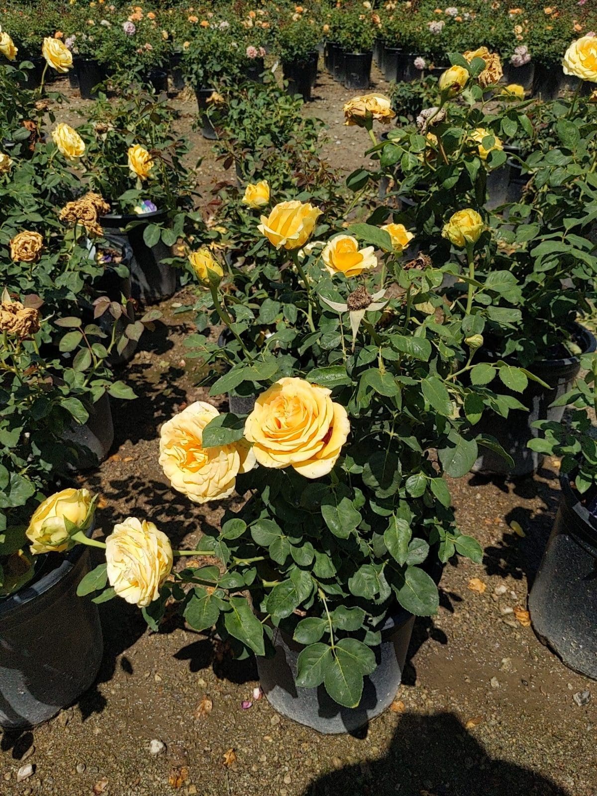 rose bush yellow