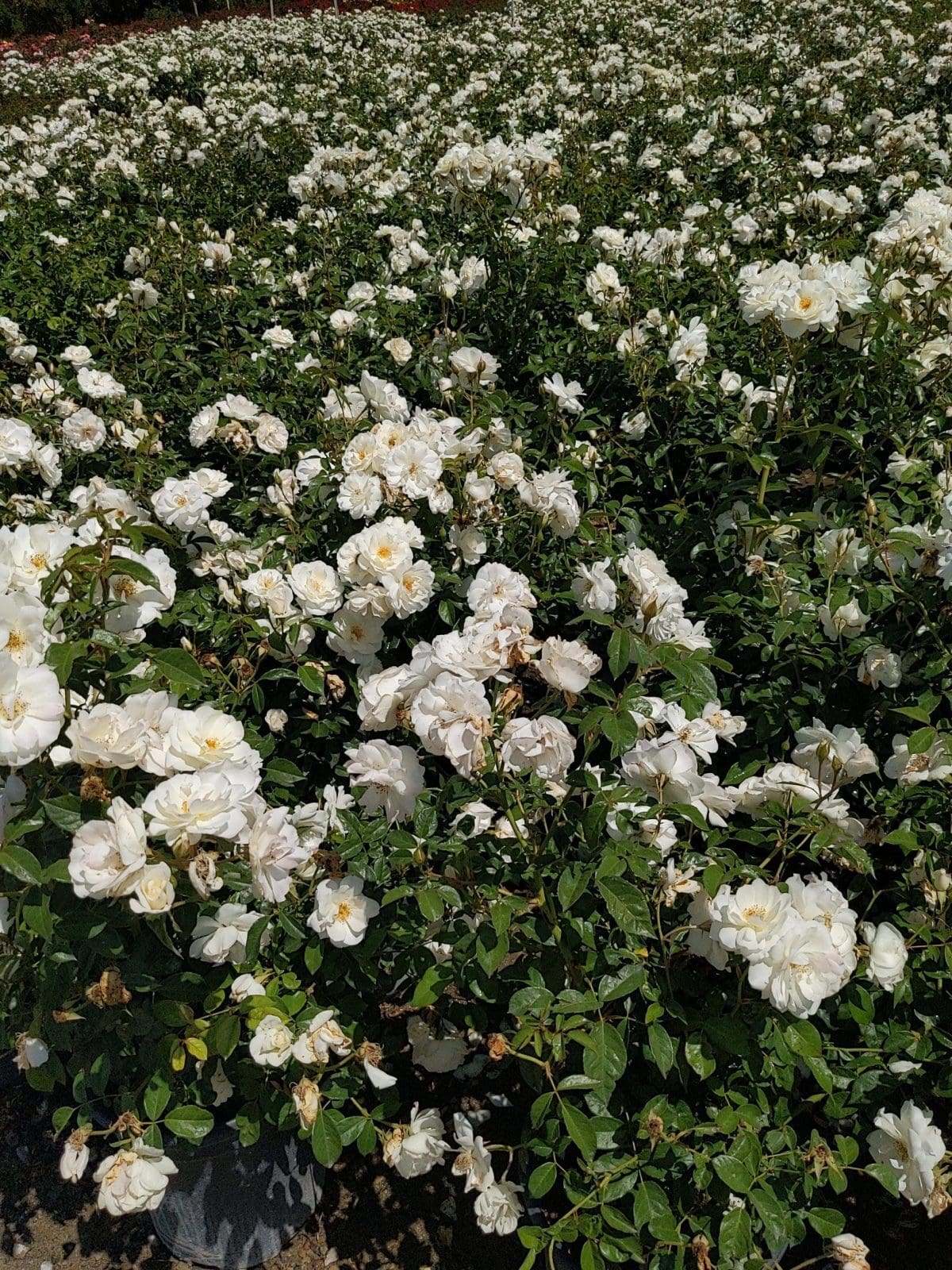 rose bush white