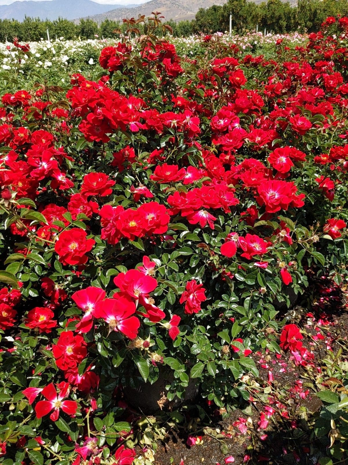 rose bush red