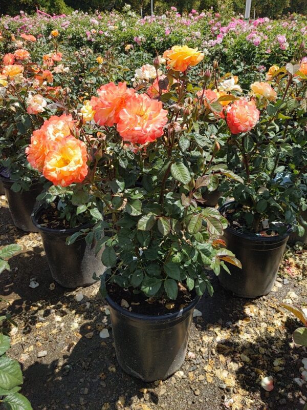 rose gardens orange