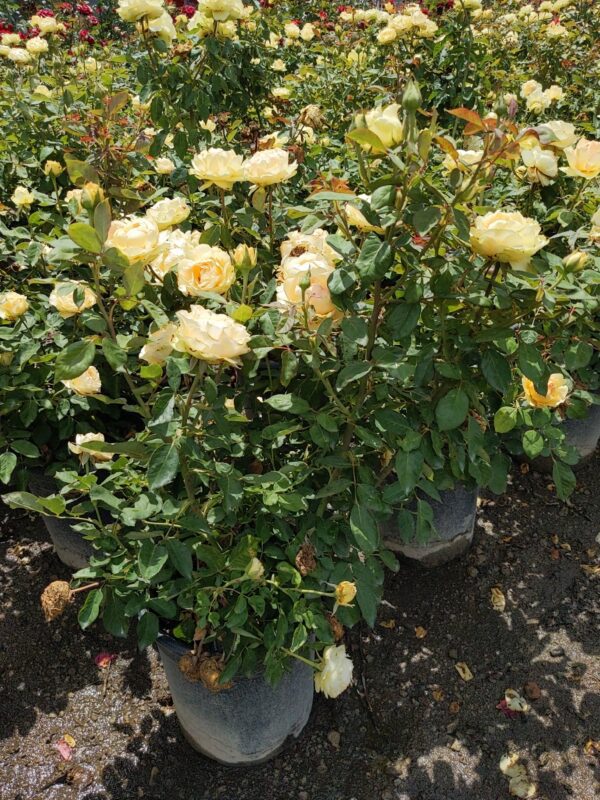 rose gardens - yellow