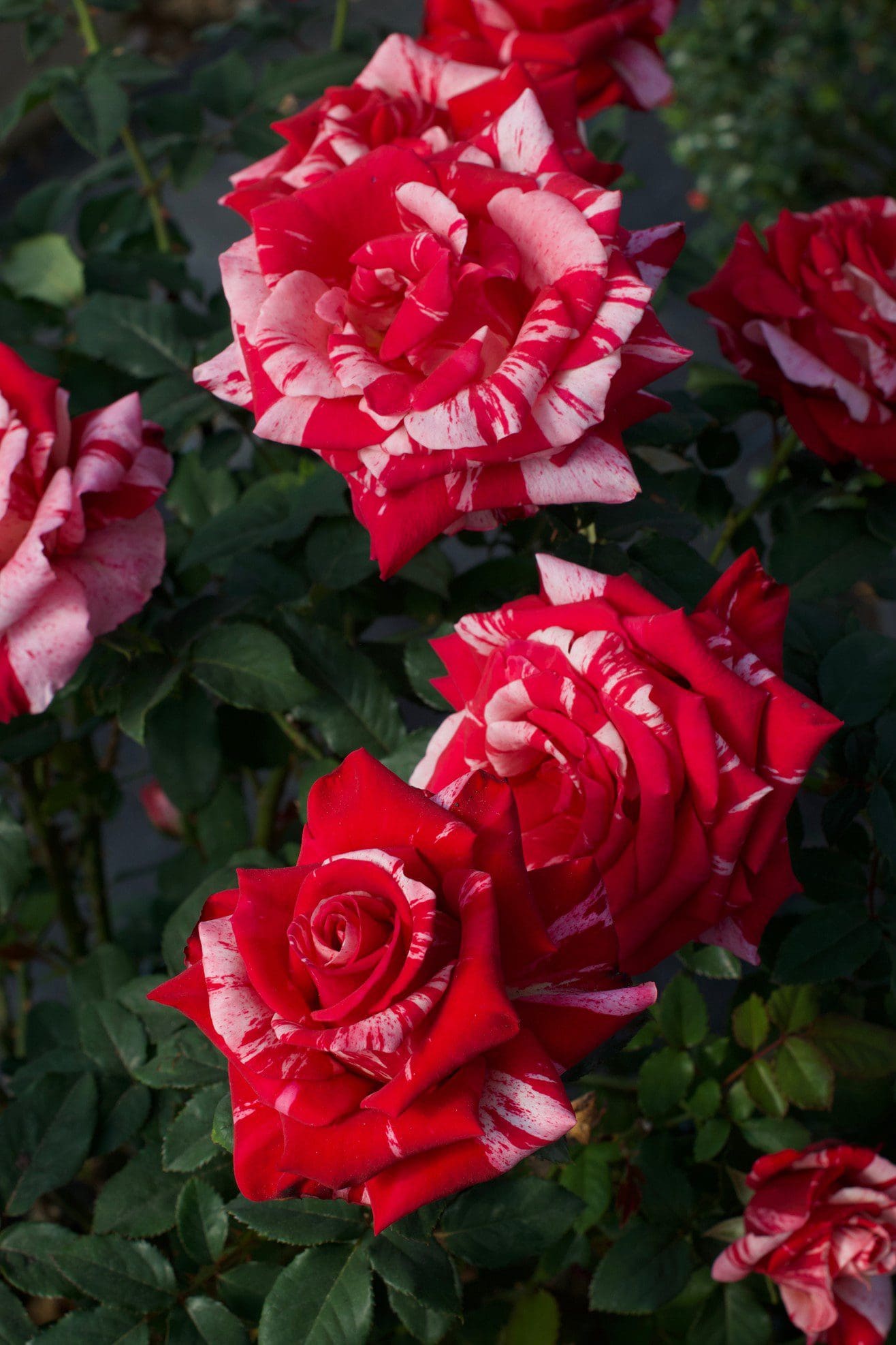 Hybrid Tea Roses — Sunnyside Nursery