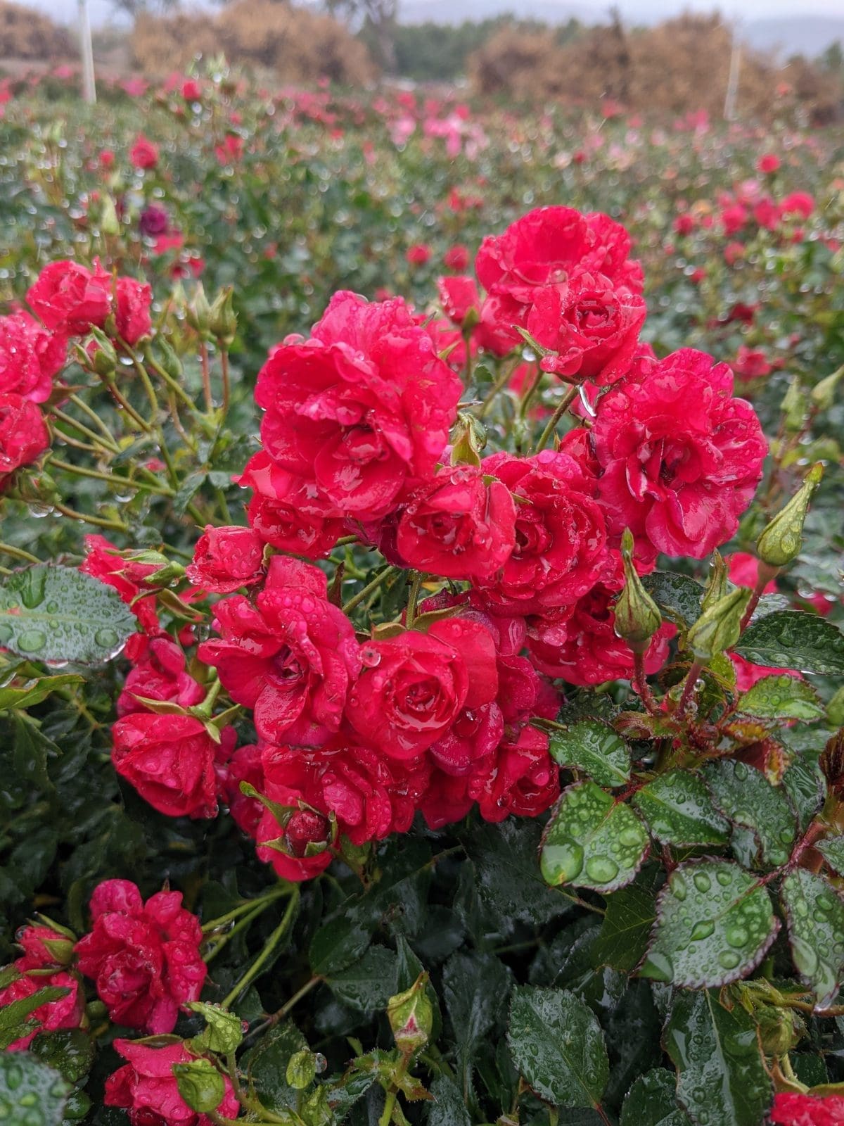 Flower Carpet Mini Cherry