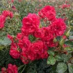 Flower Carpet Mini Cherry