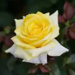 Lemontini