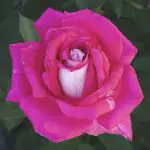 PicturePerfect Print
