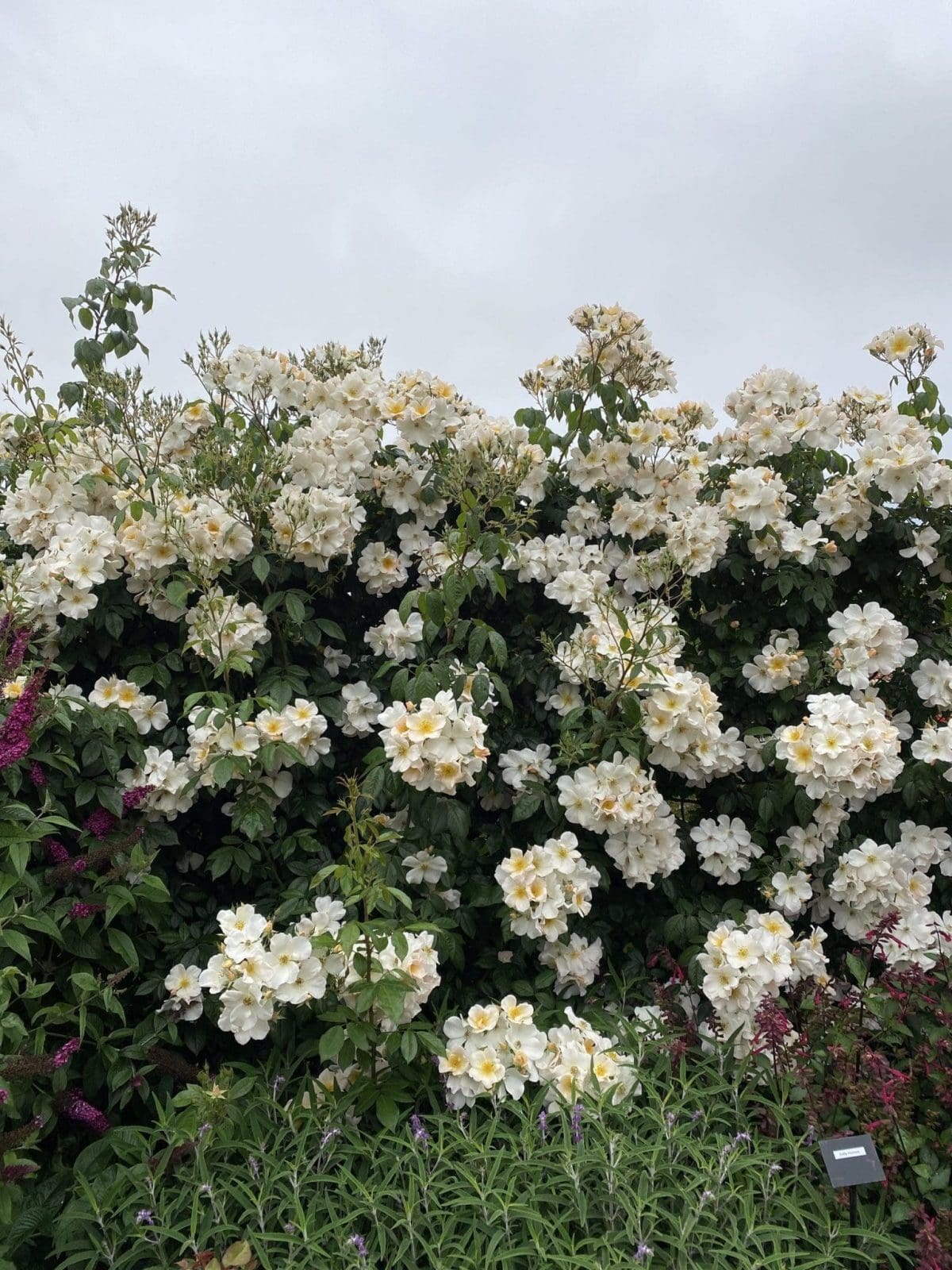 white rose bush