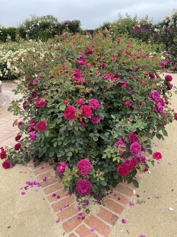 ping rose bush