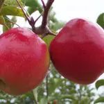 APPLE Pink Lady – semi-dwarf – espalier
