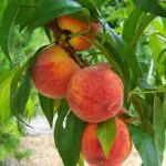 PEACH May Pride – semi-dwarf – NO 05