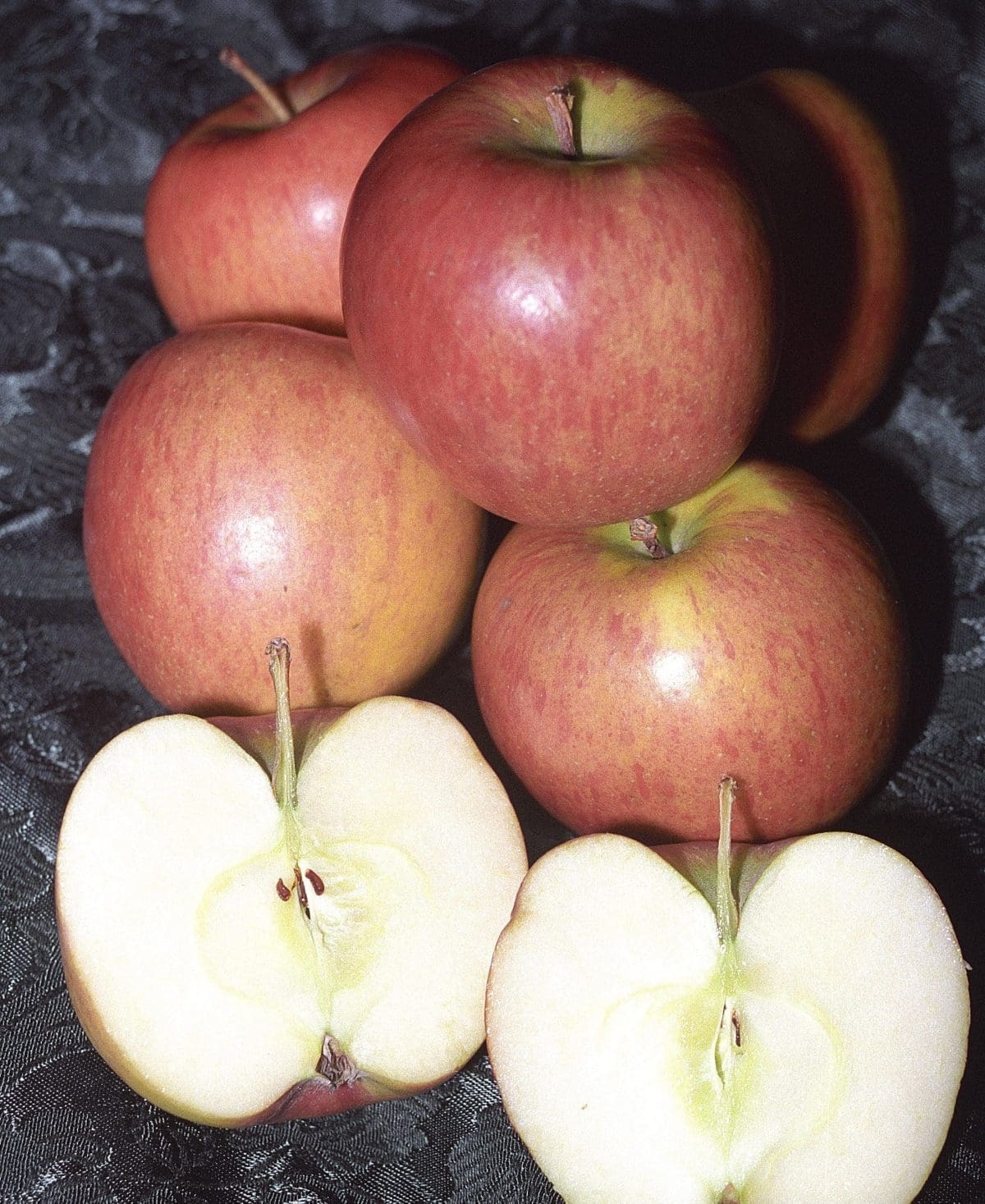 APPLE Braeburn – semi-dwarf – NO 05