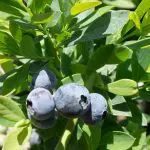 BLUEBERRY Jubilee – NO 02