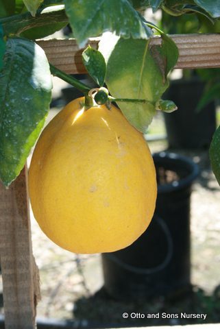 CITRUS Lemon ‘Improved Meyer’ -TREE semi-dwarf – NO 05