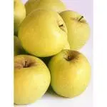 APPLE Dorsett Golden – semi-dwarf – 3 tier espalier