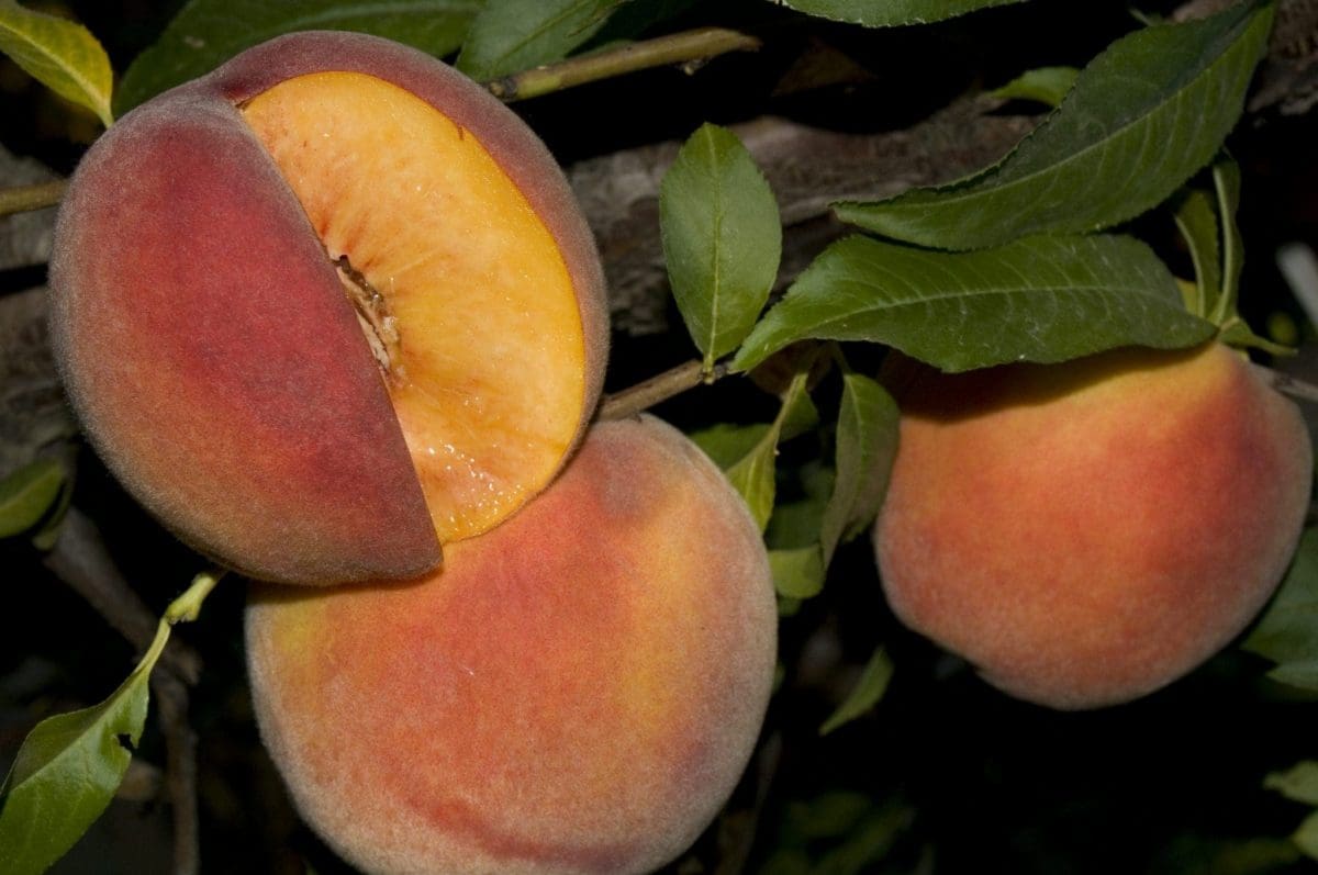 PEACH Mid-Pride – std.root