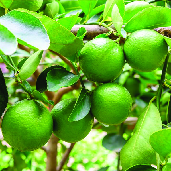 CITRUS Lime ‘Bearss’ -TREE semi-dwarf