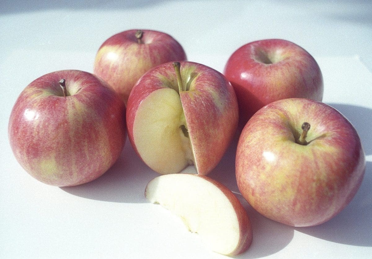 APPLE Gala – semi-dwarf