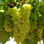 GRAPE Chardonnay