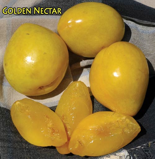 PLUM Golden Nectar – semi-dwarf