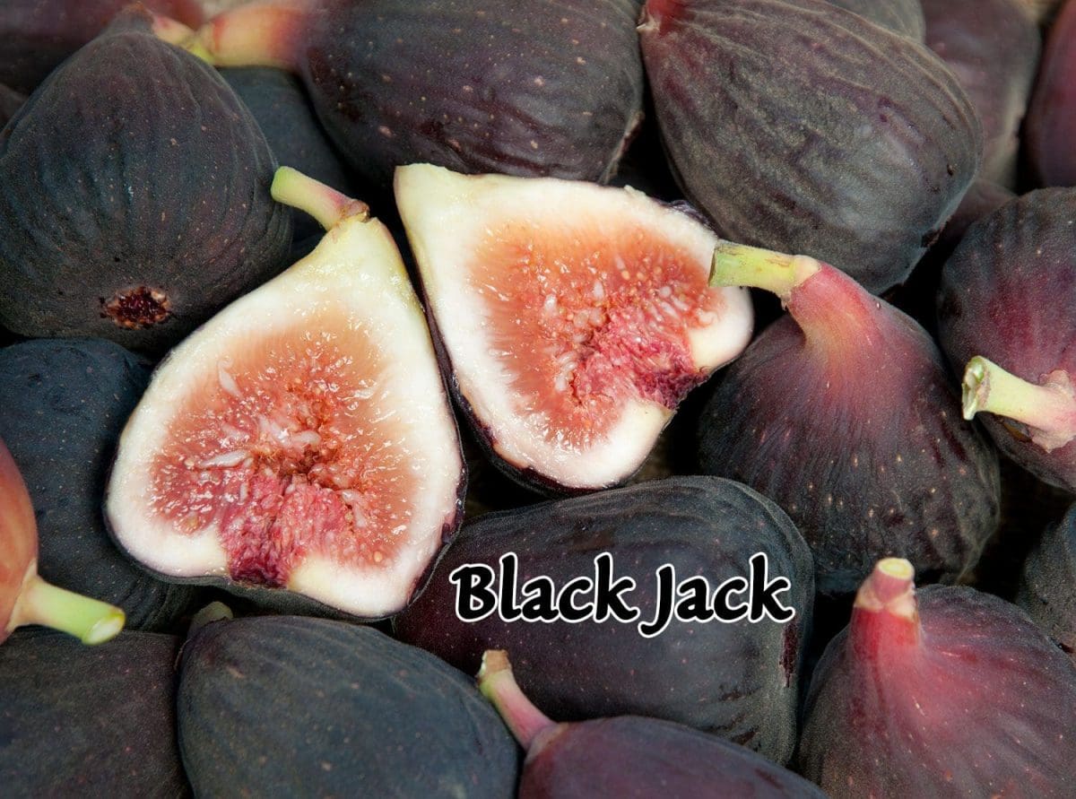 FIG Black Jack – espalier