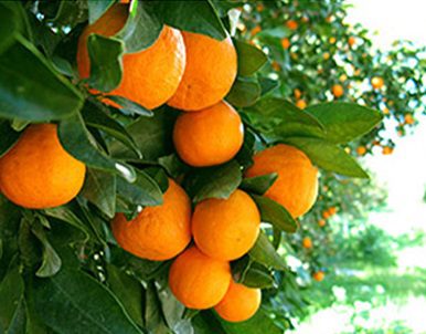 CITRUS Tangerine ‘Pixie’ -espalier – semi-dwarf