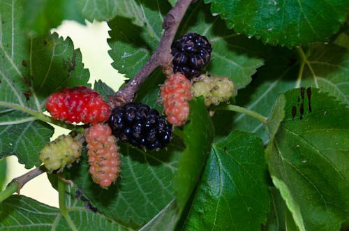 MORUS nigra – Persian (Black fruiting)