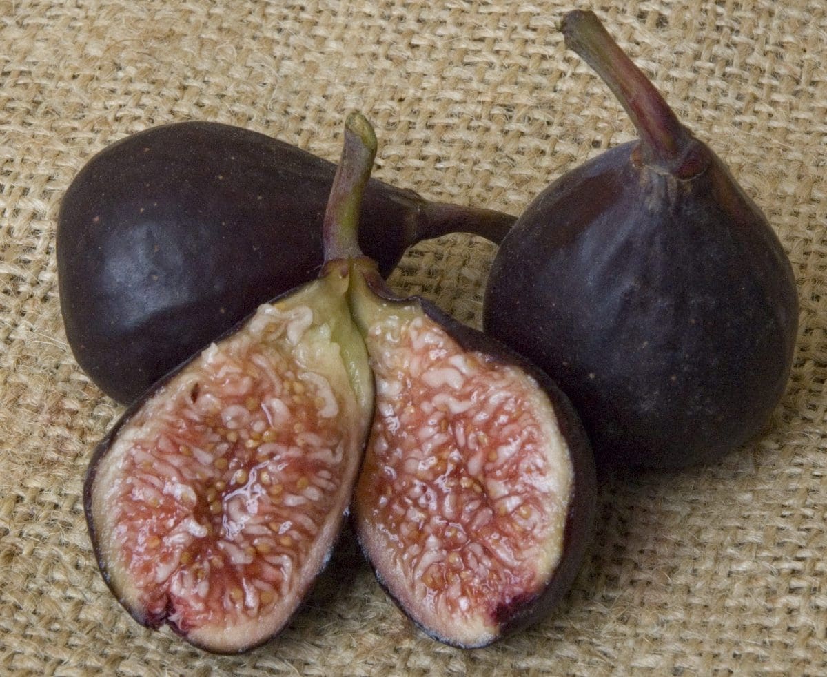 FIG Violette de Bordeaux